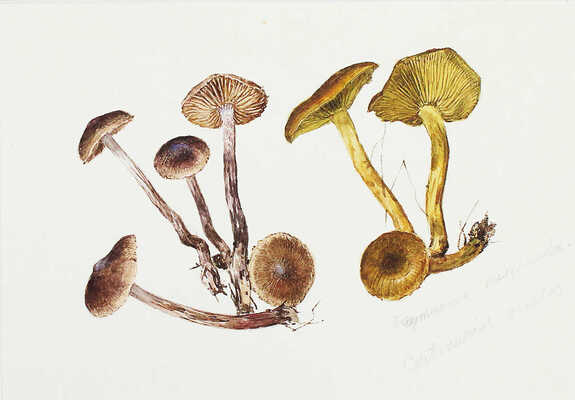 Шипиленко Александр Кузьмич. Лот из трех листов с рисунками грибов: гигрофор поздний, паутинник рыже-оливковый, рядовка зеленая  